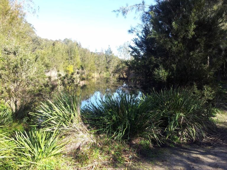 Lime Kiln Bay Wetland Restoration - Exciting Sydney Playgrounds Design - Pleasantview Industries